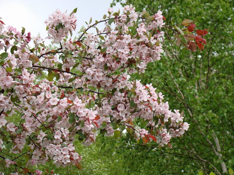 Цветущая ветвь яблони Сиверса