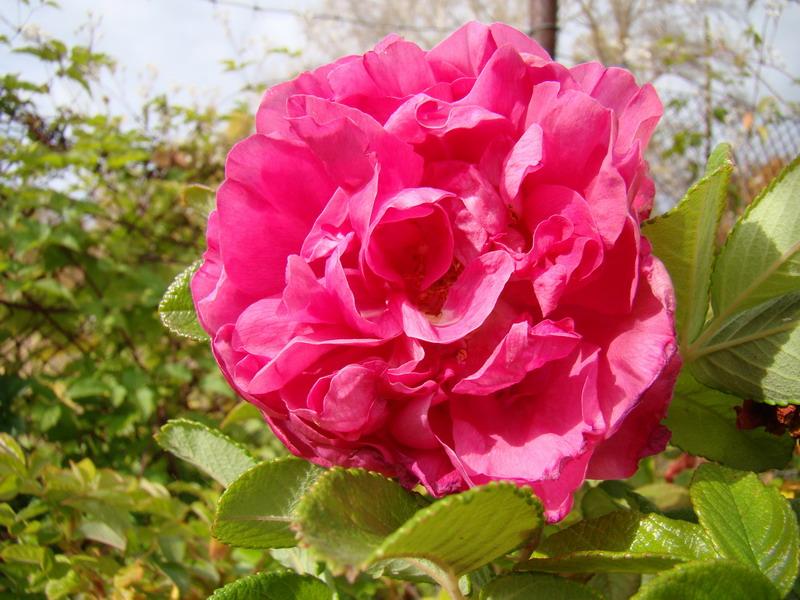 Махровая форма розы морщинистой