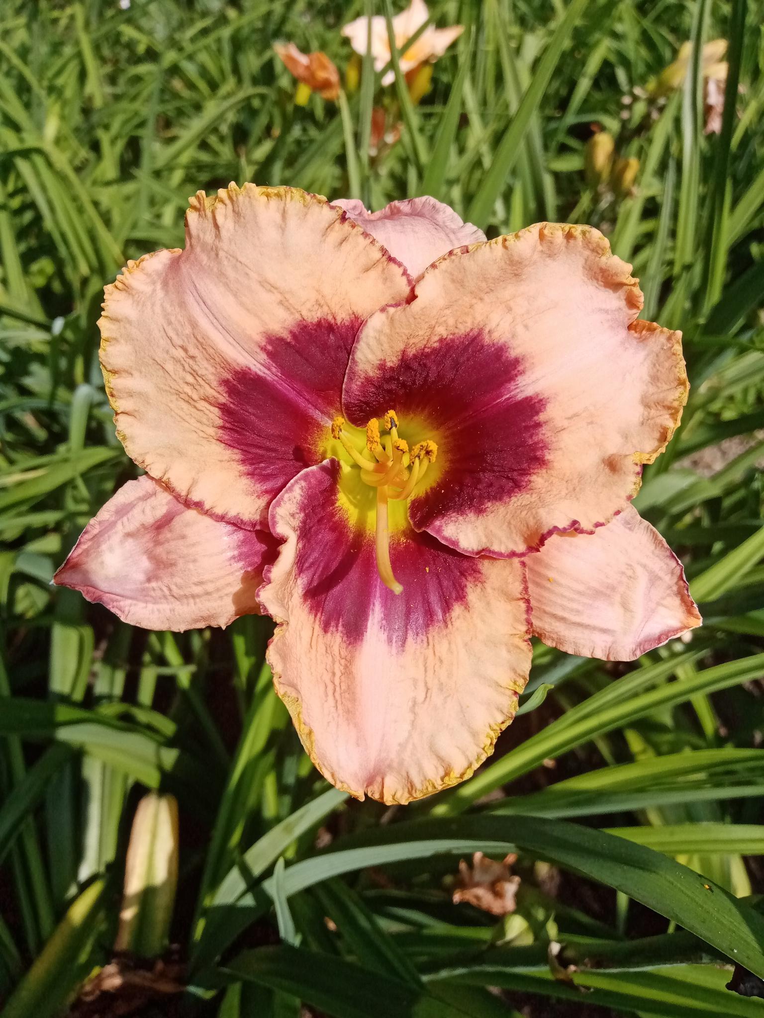 Hemerocallis +Ч hybrida