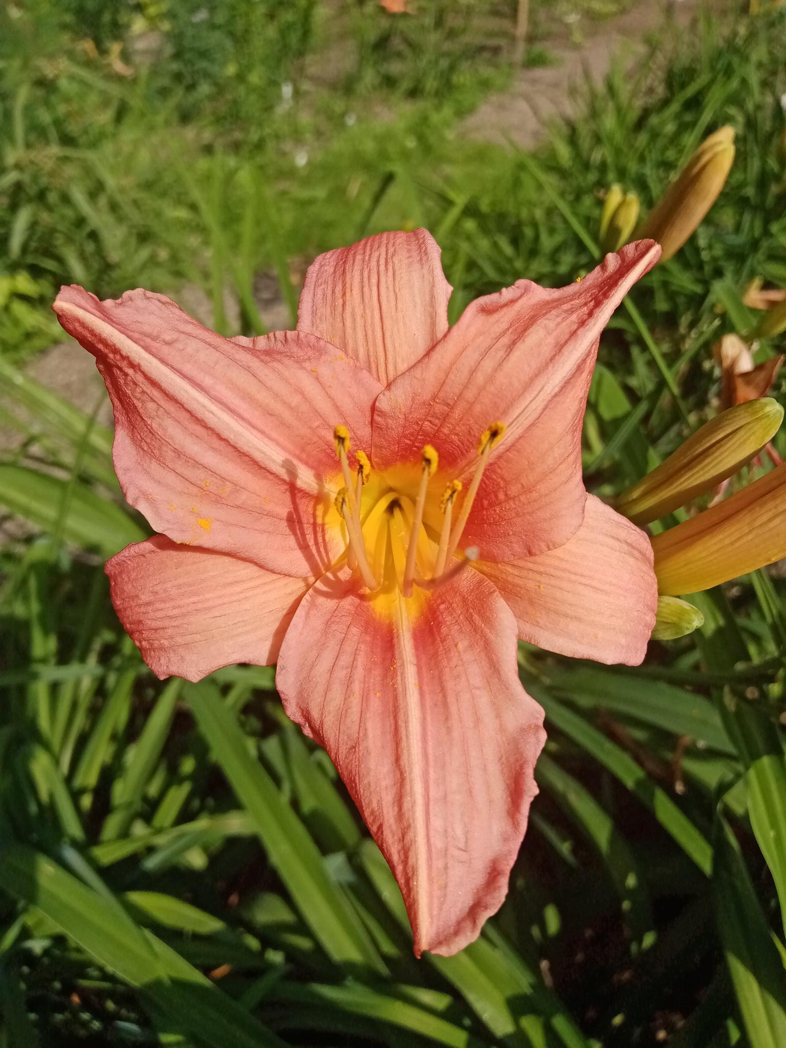 Hemerocallis +Ч hybrida 'Bed of Roses'