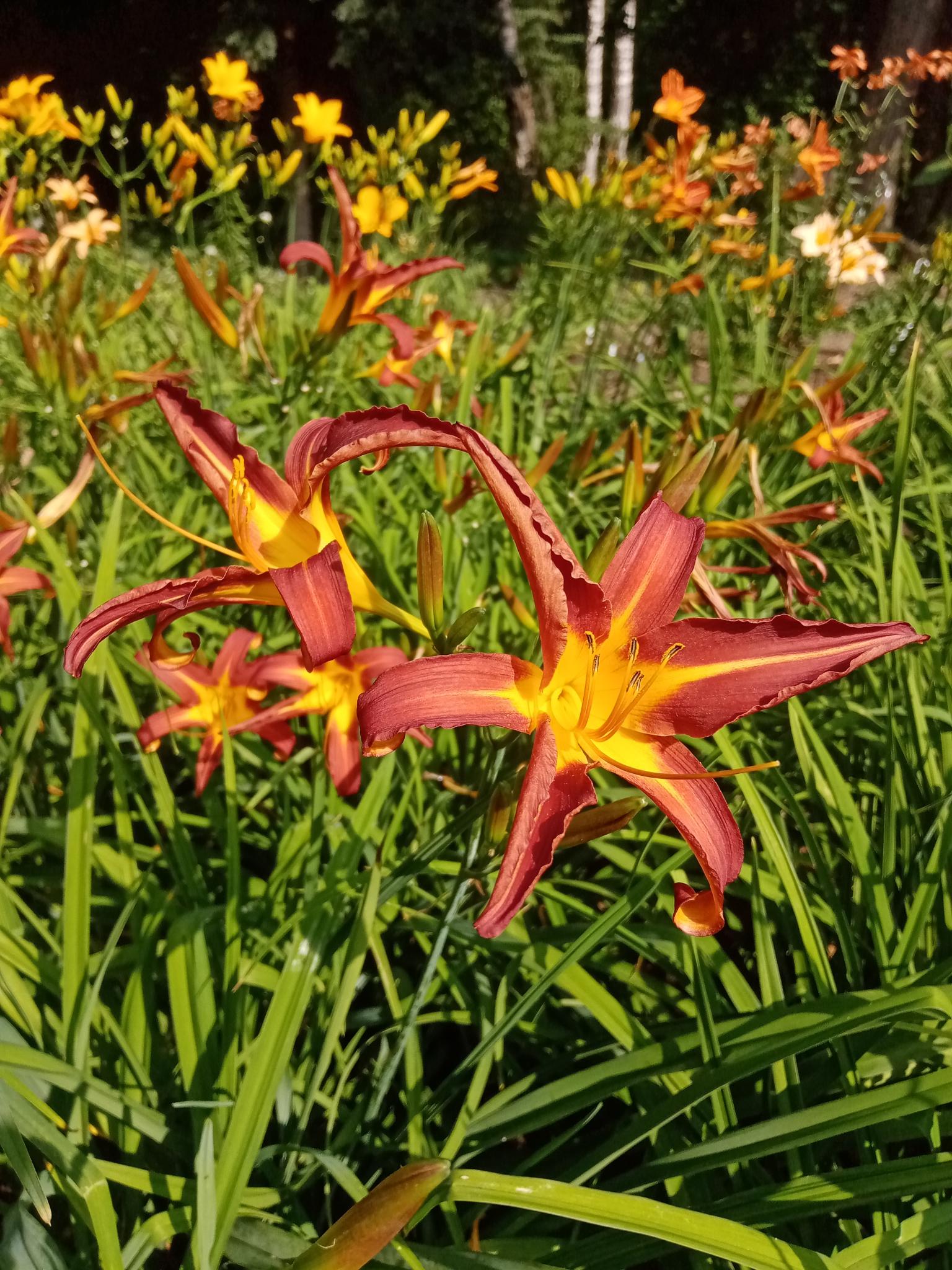  Hemerocallis +Ч hybrida 'Carry Queen'