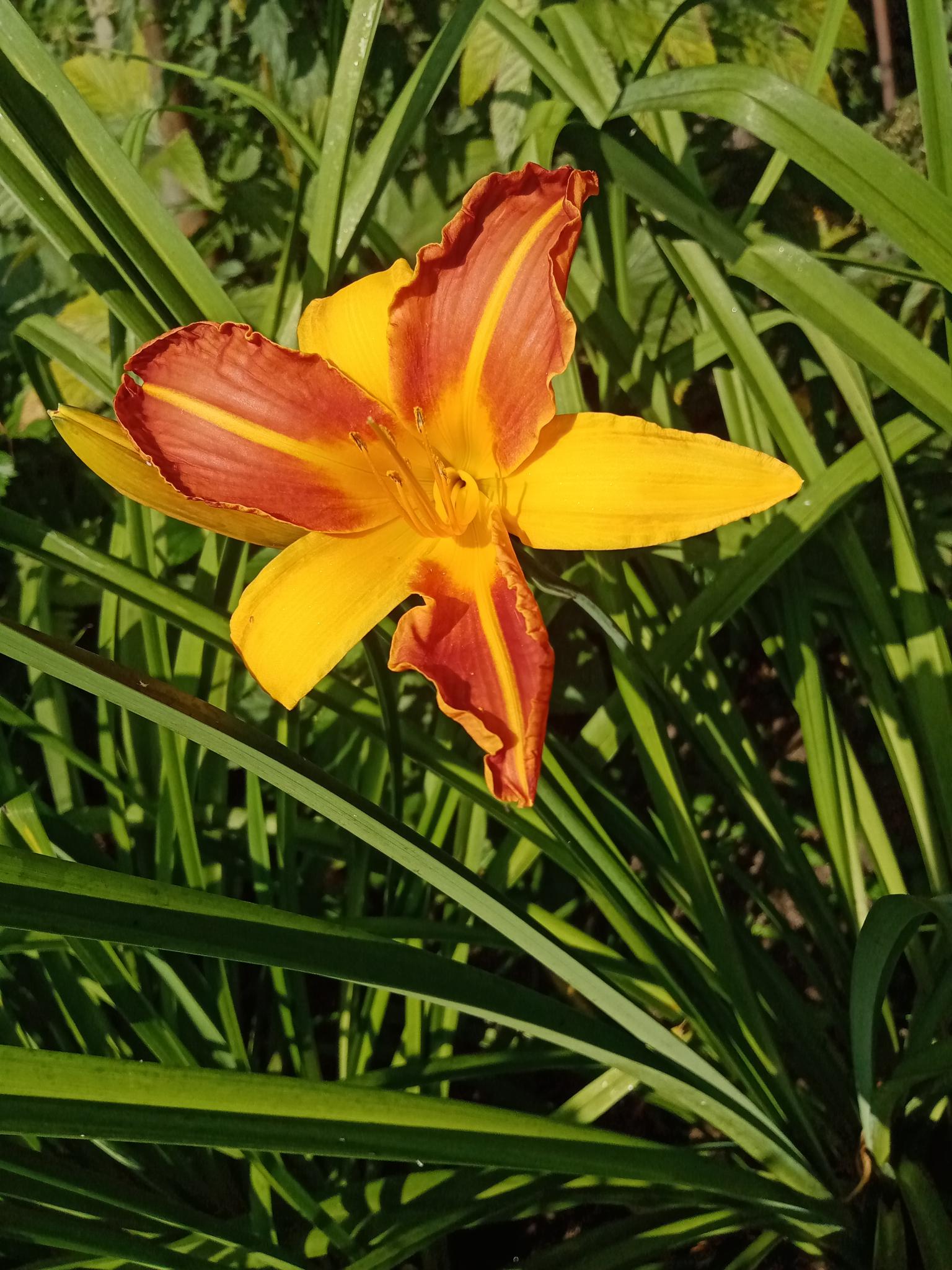 Hemerocallis +Ч hybrida 'Frans Hals'