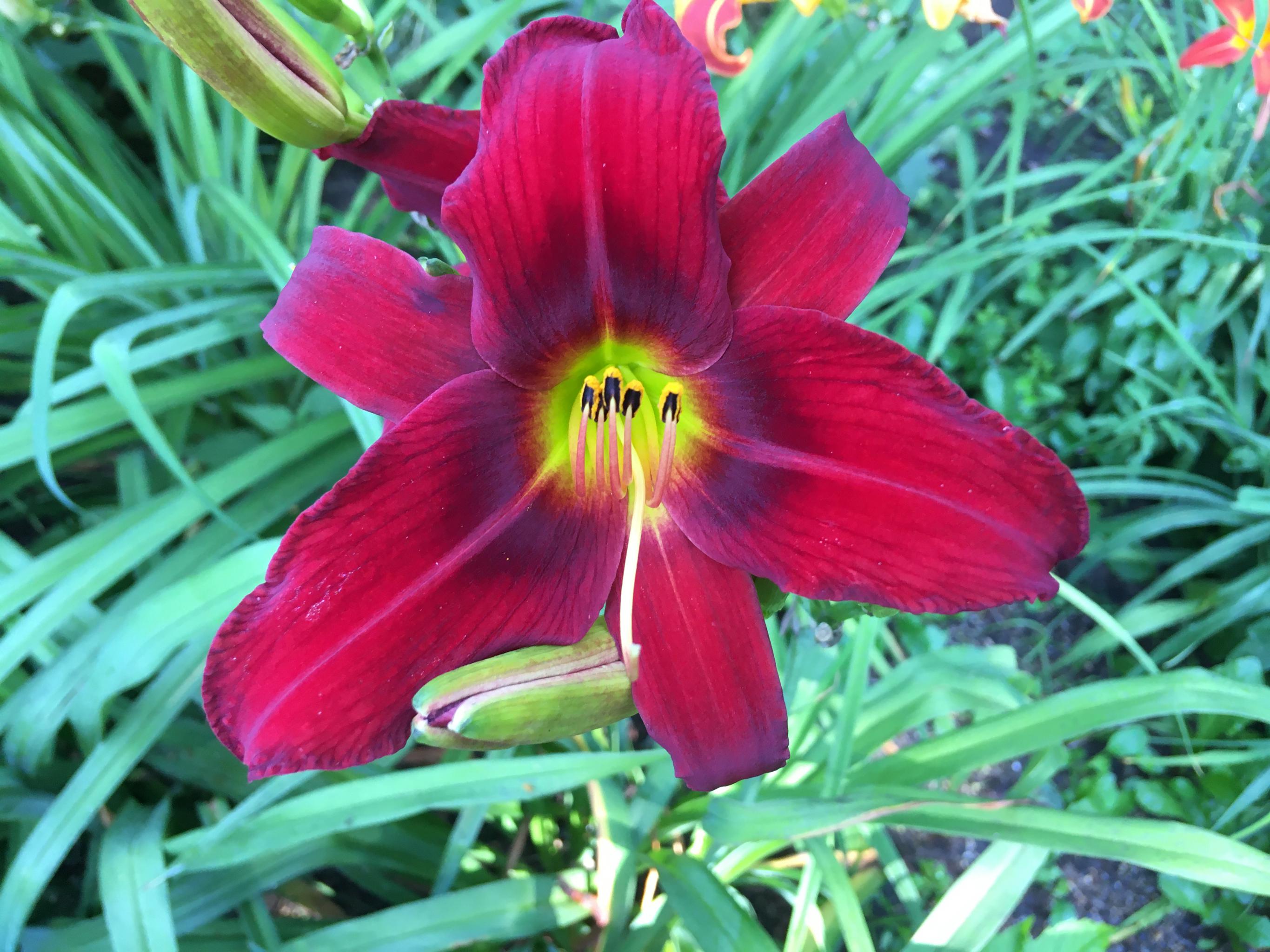 Hemerocallis +Ч hybrida 'King of Hearts'