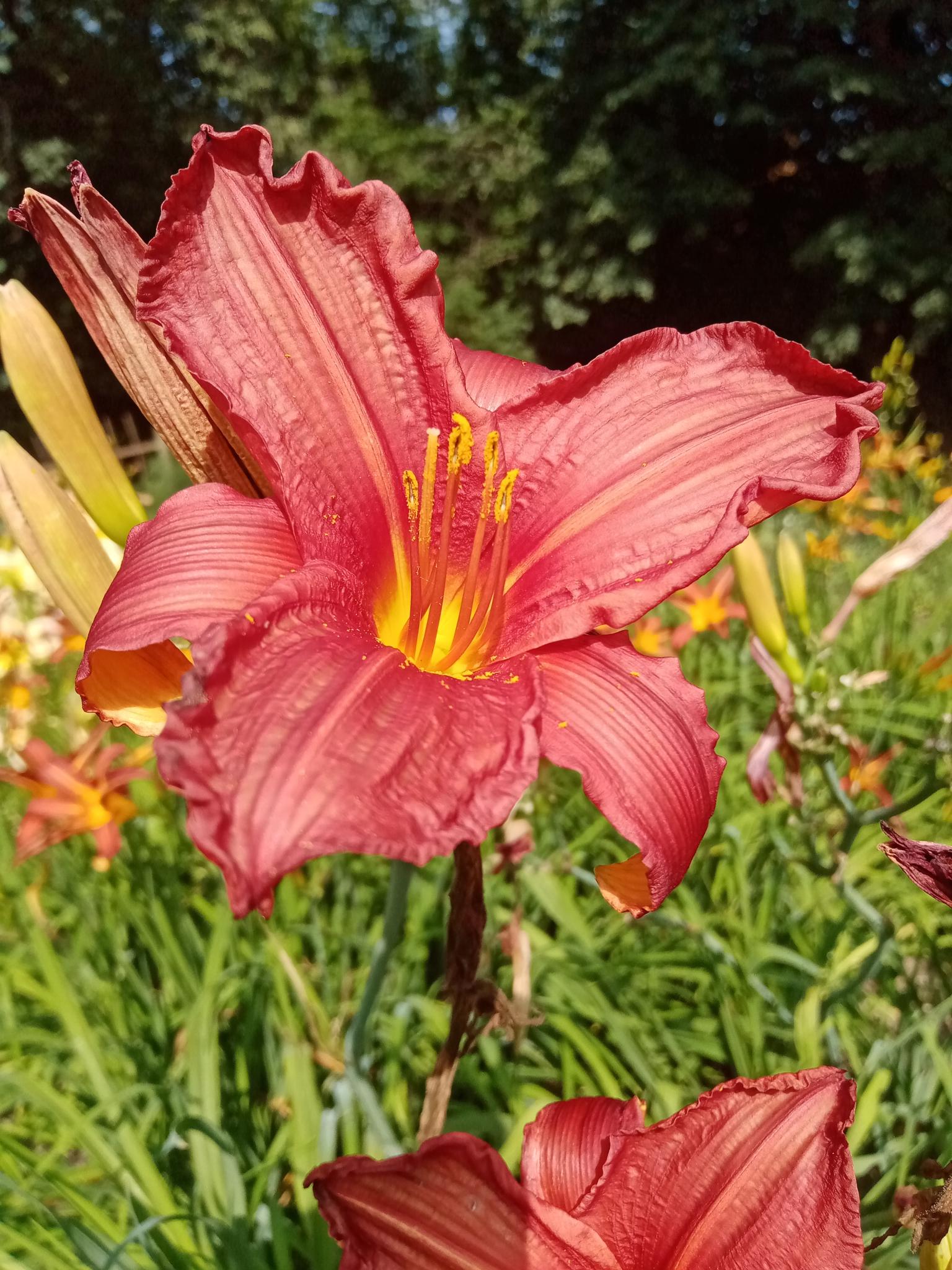  Hemerocallis +Ч hybrida 'Regal Air'