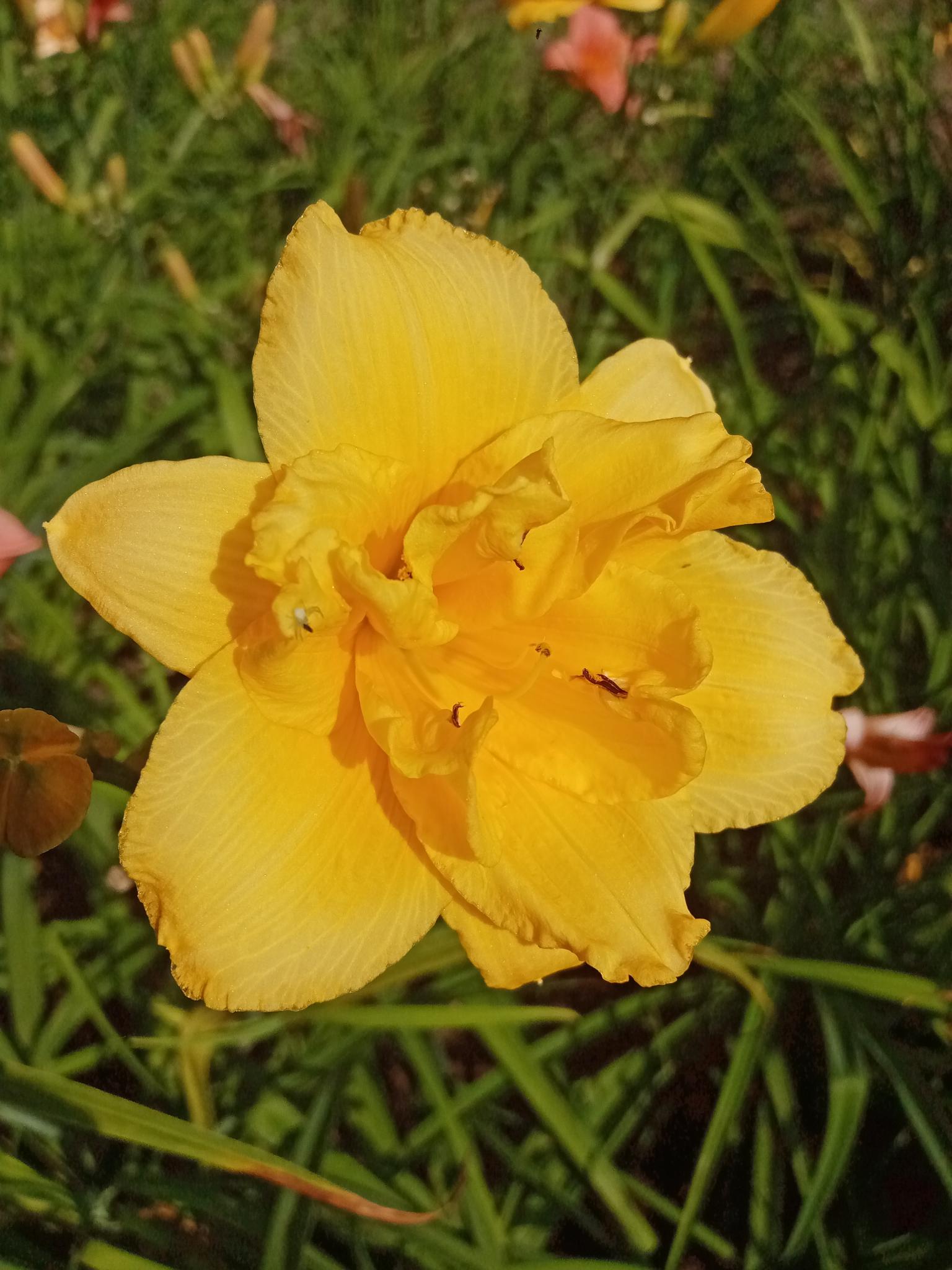 Hemerocallis +Ч hybrida 'Saucy Lady'