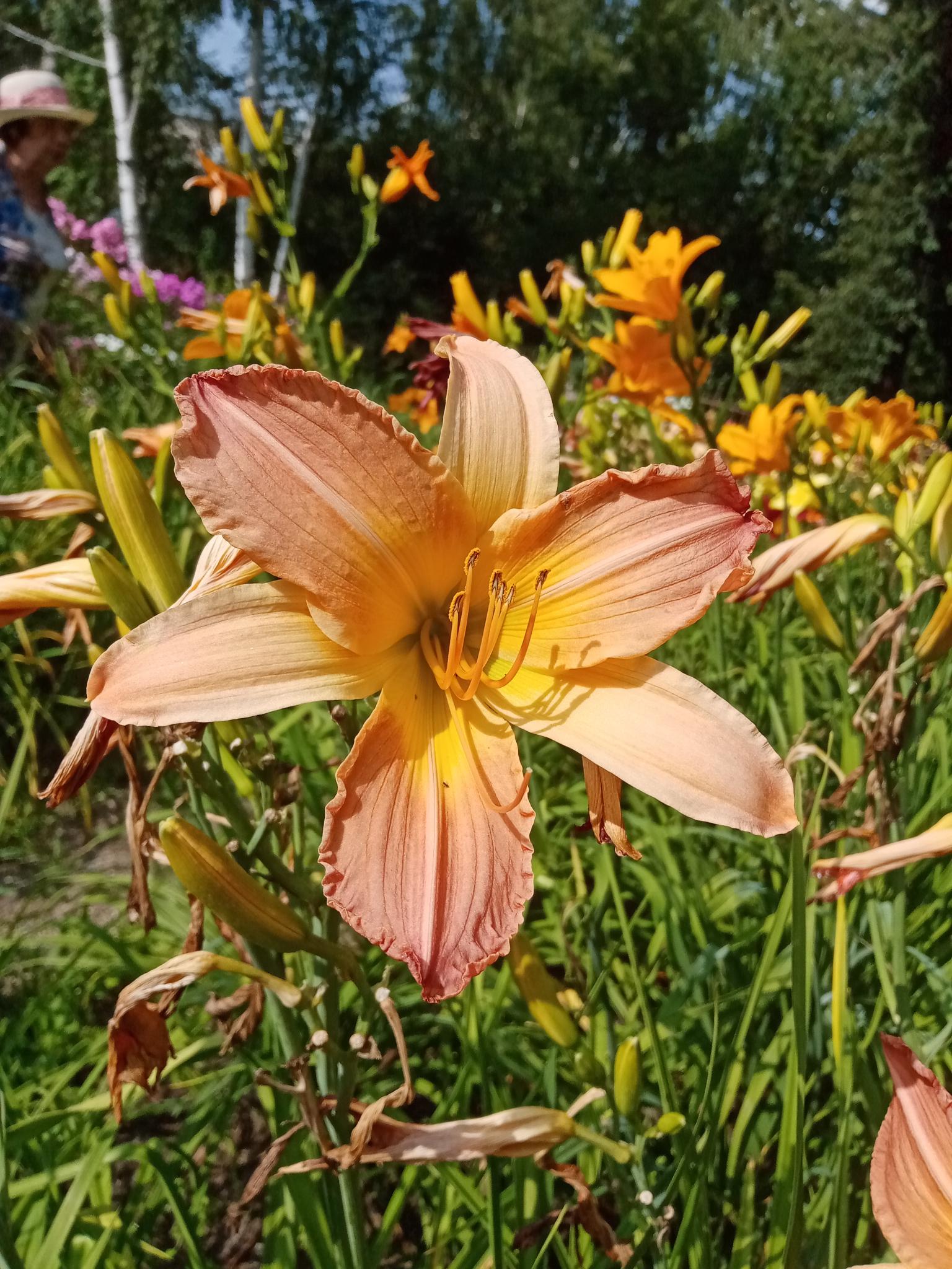  Hemerocallis +Ч hybrida 