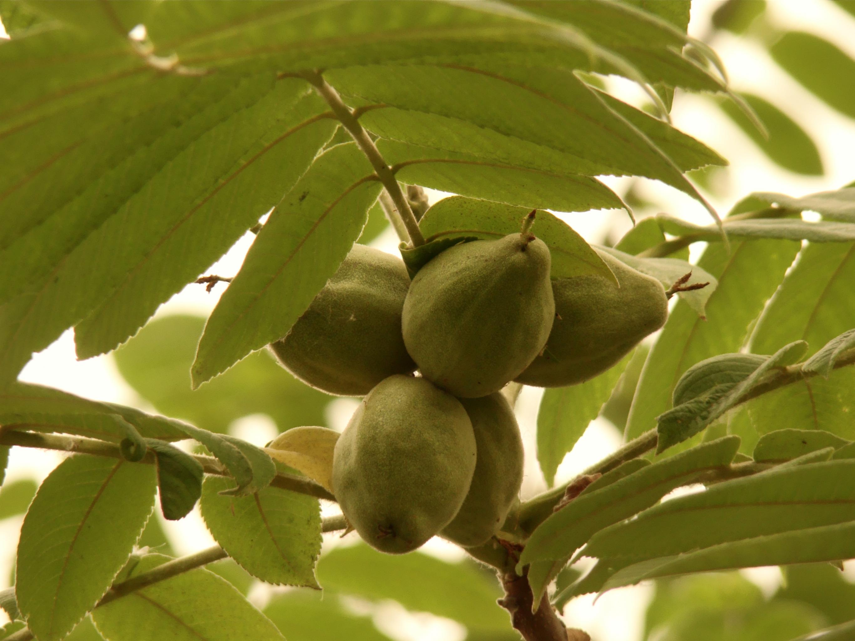 Плодоношение ореха манчжурского